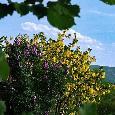 Le Clos De Champillon 般舟山庄 بيت للعطل