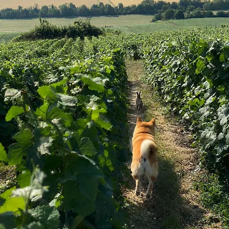 Le Clos De Champillon 般舟山庄